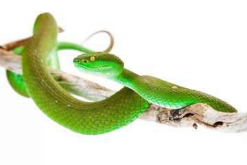 White-Lipped Pitviper Snake Closeup