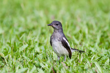 Baby bird - Oriental Magpie-Robin