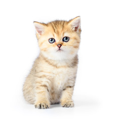 Fototapeta na wymiar Little kitten on white background