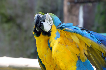  macaw parrot