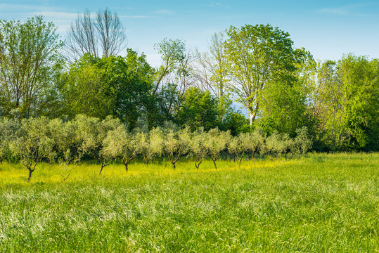 Campi ulivi prati, Paesaggio di campagna Toscana, agricoltura