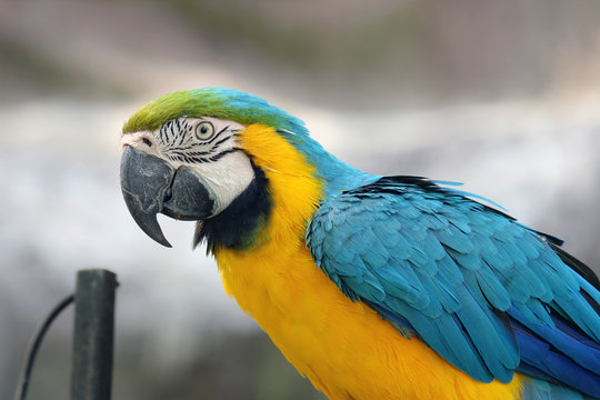  macaw parrot