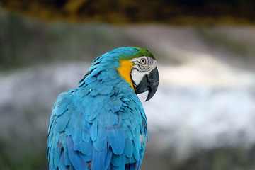  macaw parrot