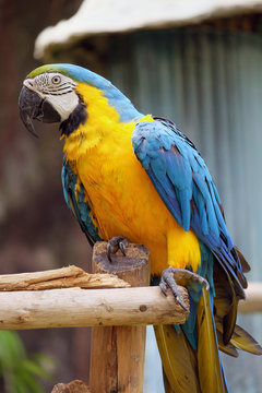  macaw parrot