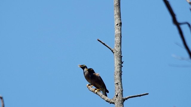 two myna birds are resting on the tree branch