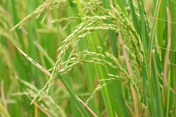 Fototapeta na wymiar rice plant