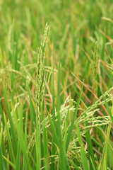 rice plant