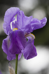 iris gladiolus in the garden
