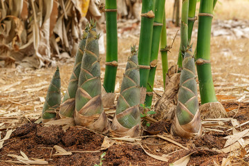 Shoots of Bamboo in the rain forest