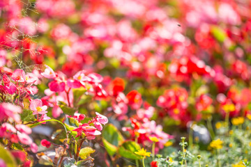 Fototapeta premium Floral background