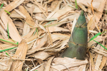 Shoot of Bamboo in the forest