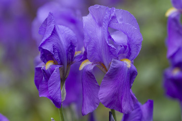 iris gladiolus in the garden