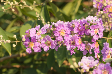 Bouquet of pink flowers blooming ,Cananga ( Cananga odorata) in