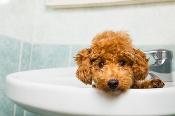 Curious brown poodle puppy getting ready for bath in basin 