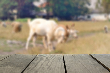 Defocused and blur image of agriculture Goat in meadow for backg