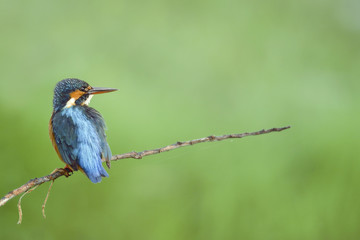 Bird (Common Kingfisher) perching on branch
