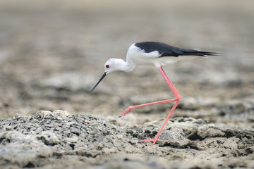 Bird (Black-winged Stilt) hatching eggs and nesting on ground