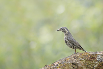 Fototapeta premium Bird (Chestnut-bellied Rock-Thrush) perching on log