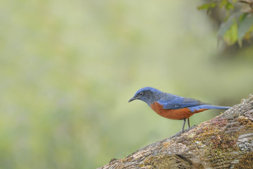 Bird (Chestnut-bellied Rock-Thrush) perching on log