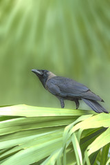 House Crow, Black Bird perching on green leaves