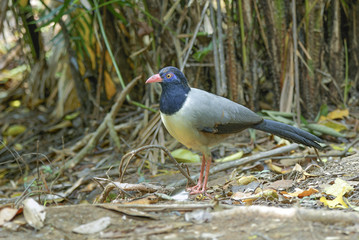 Coral-billed Ground Cuckoo.Beautiful bird on the ground