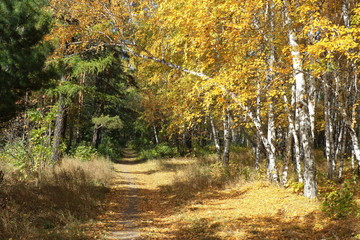 Gold autumn landscape - path in a mixed forest