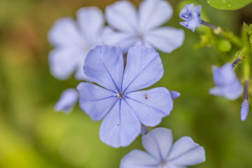 Floral background