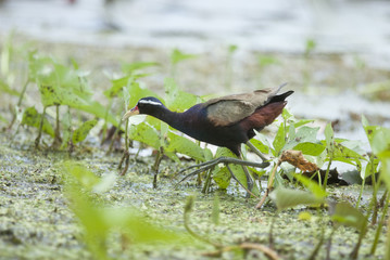Bird (Bronze-winged Jacana) walking in the pond