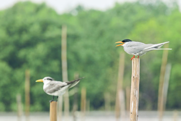 Bird (Roseate Tern) perching on nature