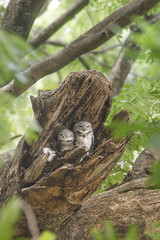 Spotted Owlet Beautiful bird in nest