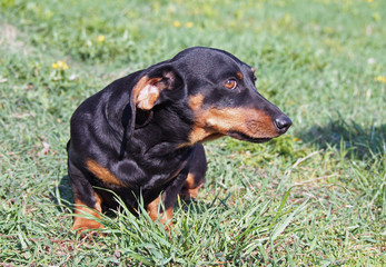Portrait of small black dachshund on natural green background