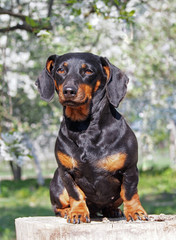 Portrait of small black dachshund on background of spring garden