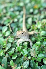 Brown thai lizard on tree