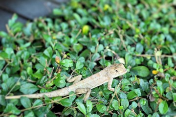 Brown thai lizard on tree