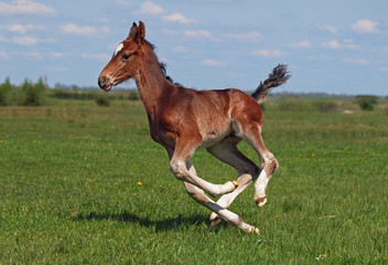 A bay little foal  gallops along on a spring meadow