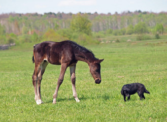 Naklejka na ściany i meble Little pedigree bay foal and dog on green spring meadow