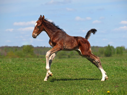 A bay little colt  gallops along on a spring meadow