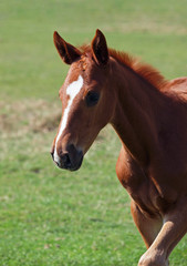 Portrait of  chestnut  foal on a natural green background