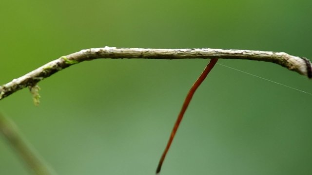 leech is crawling on the twig in the tropical rain forest