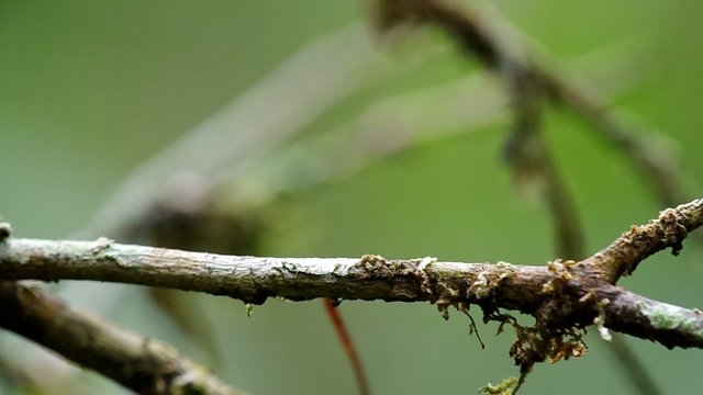 leech is crawling on the twig in the tropical rain forest