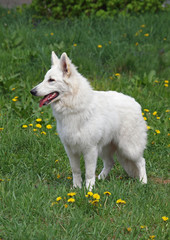 White suisse shepherd on the spring meadow
