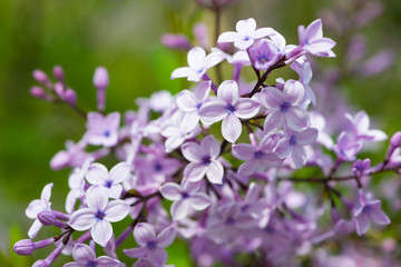 blossoms of common lilac syringa plant at spring