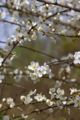 Plum tree.