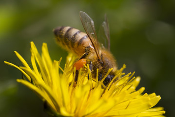 Bee on the flower.