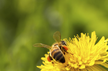 Bee on the flower.