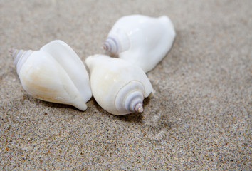 coquillages dans le sable fin