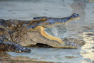 Crocodile