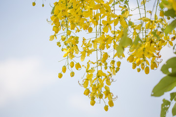 Yellow Flower Background