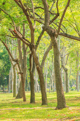 Fototapeta premium Row of trees in Green meadow