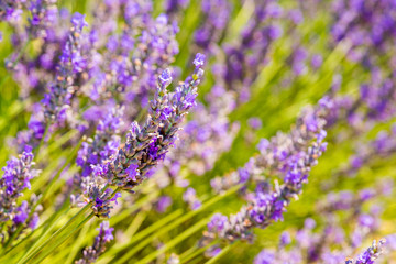 Naklejka premium Beautiful lavender fields of Provence, France in July
